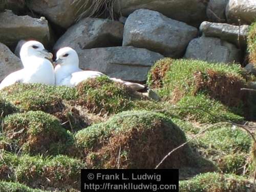Fulmars 2 xx